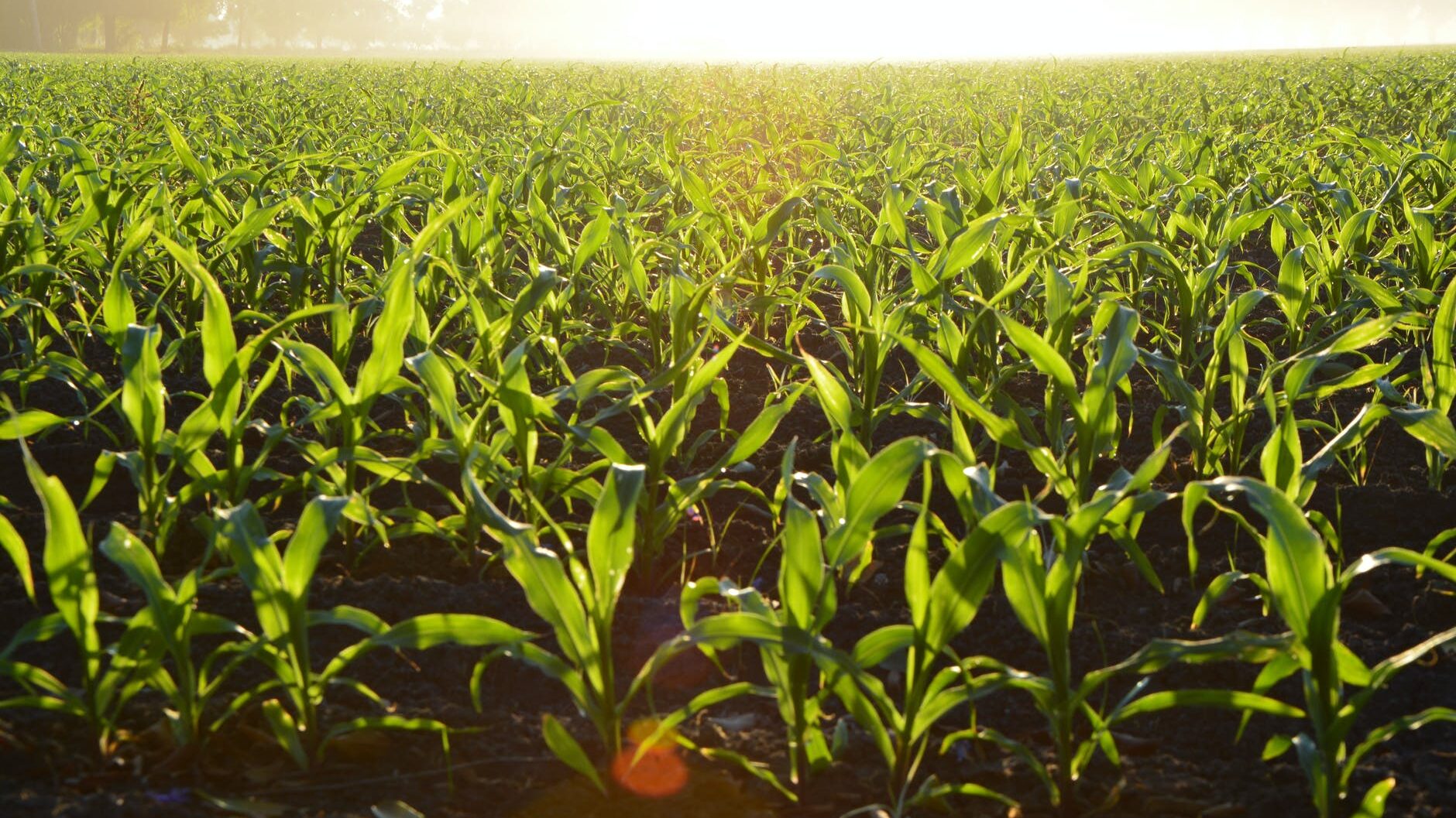 corn field during daytime